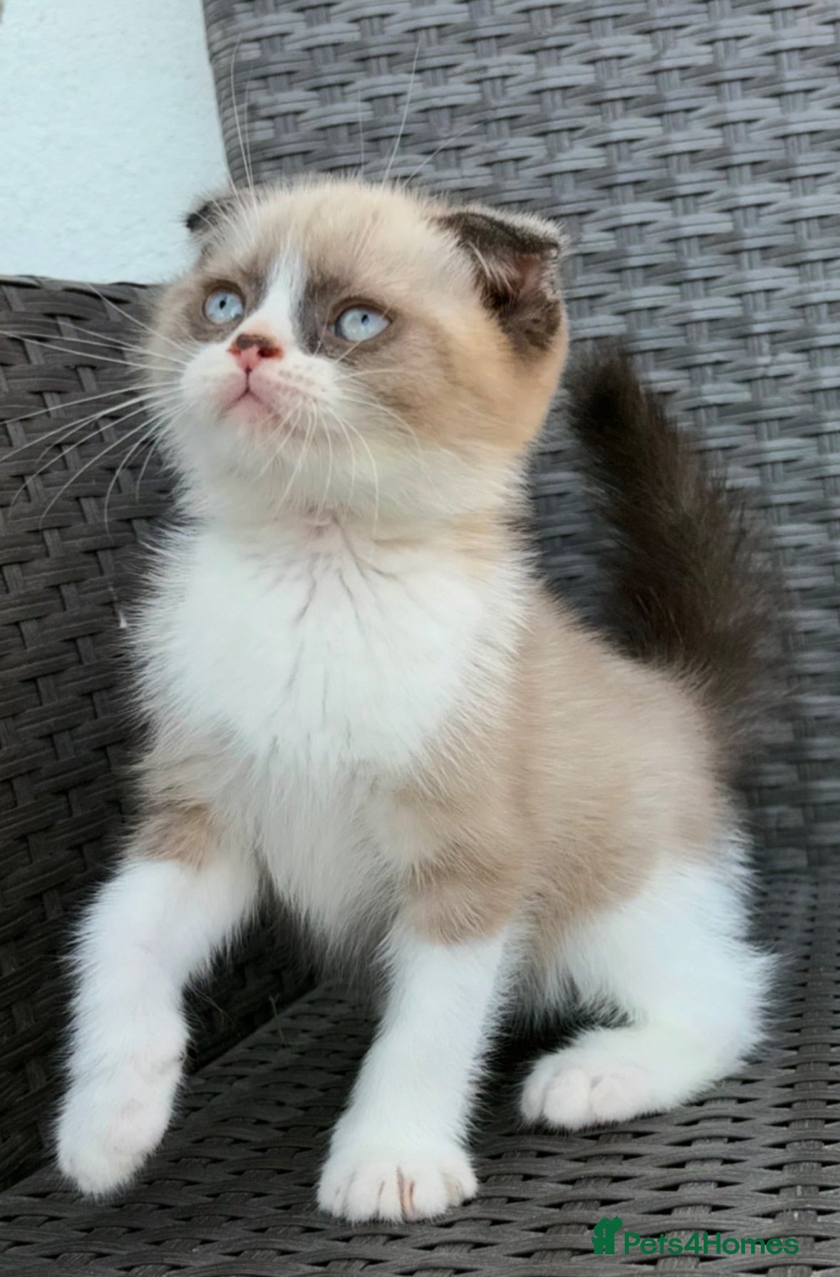 Scottish Fold cats Scottish fold x BSH - Advert 1