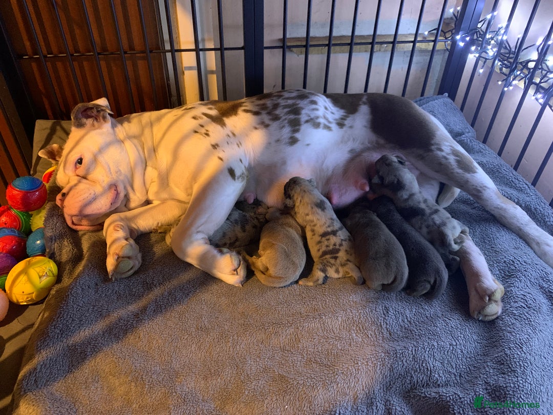 Olde English Bulldogge dogs for sale: 3 male puppy Olde English Bulldogges left - Advert 33