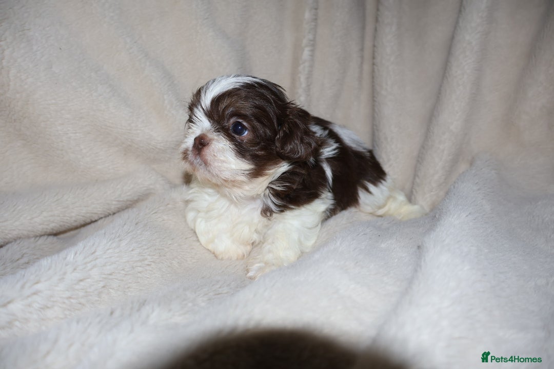 Shih Tzu dogs for sale: ✨CHOC DOBBIE IMPERIALS CARRYING BLUE✨ - Advert 22