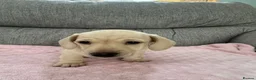 Miniature Dachshund dogs for sale: Beautiful Miniature Puppies in Portsmouth - Advert 3