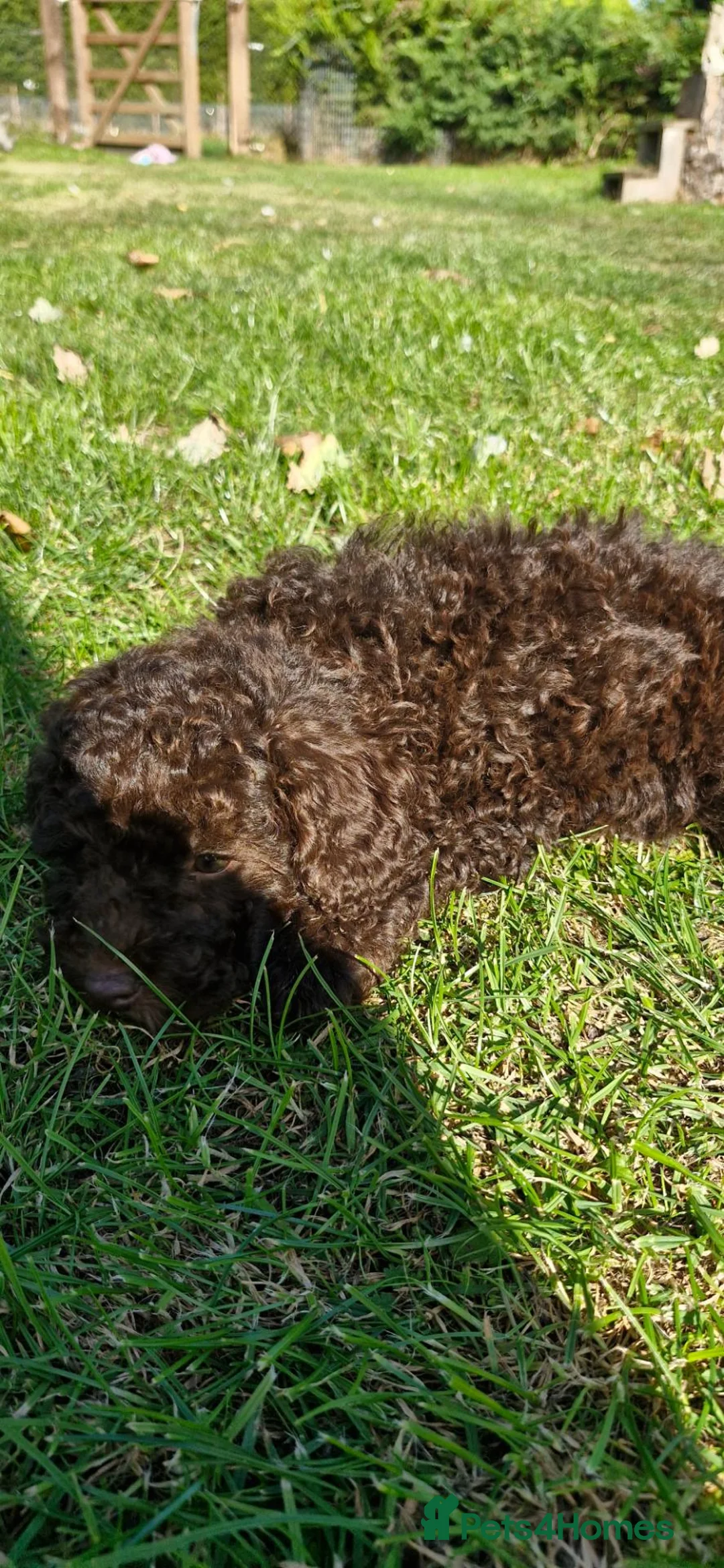 Toy Poodle dogs for sale: KC REG CHOCOLATE TOY POODLE PUPPYS  - Advert 2