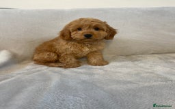 Cockapoo dogs for sale: 1 outstanding boy available  - Image 10