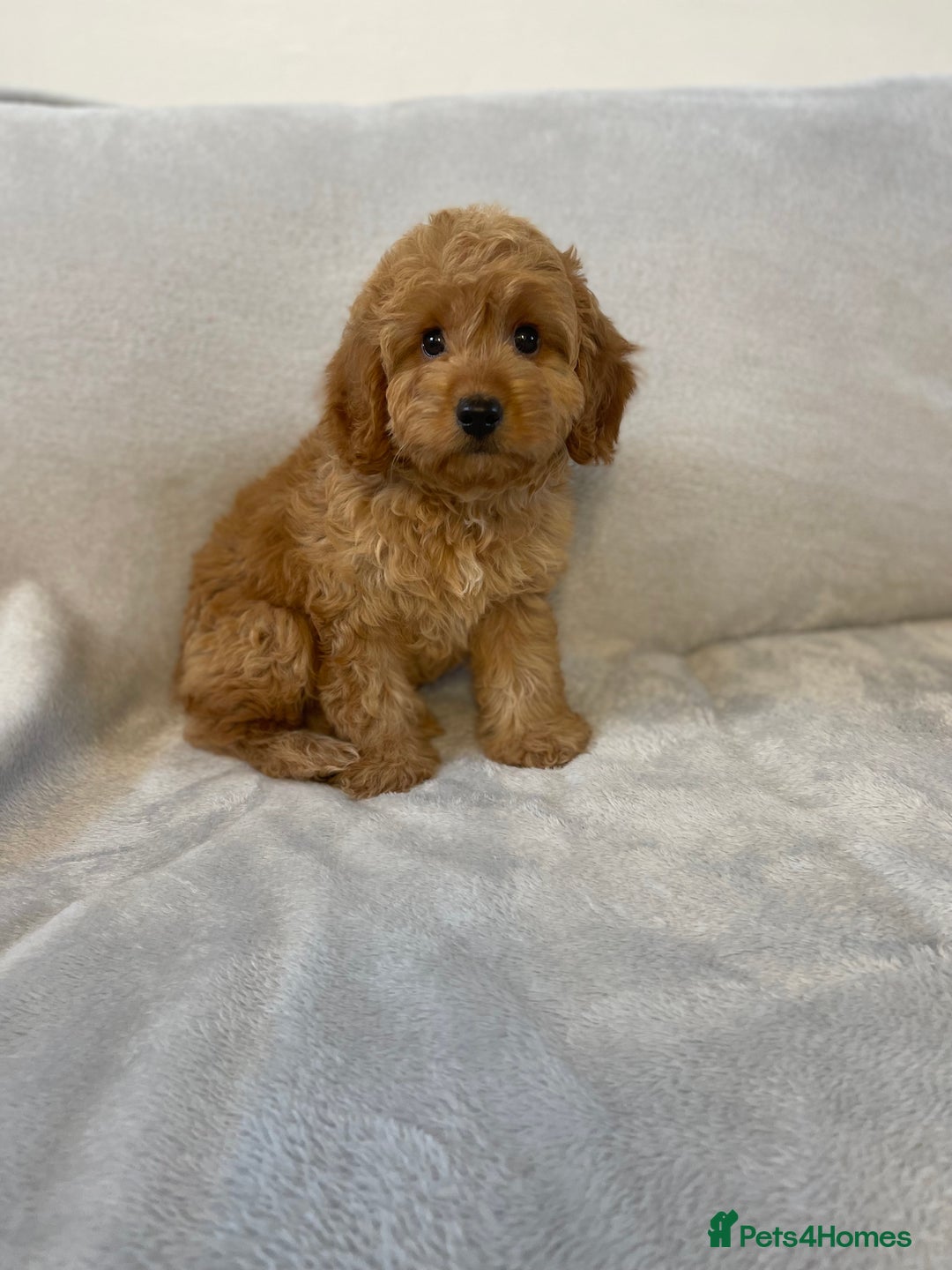 Cockapoo dogs for sale: 1 outstanding boy available  - Image 10