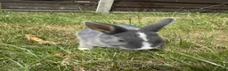 Dwarf Lop rabbits for sale: Beautiful Dwarf lop litter (Ready in one week)  in Bedford - Advert 19