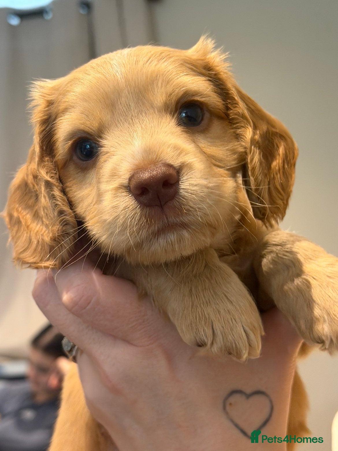 Cocker Spaniel dogs Ready 4th June Beautiful Cocker Spaniel Puppies  - Advert 2