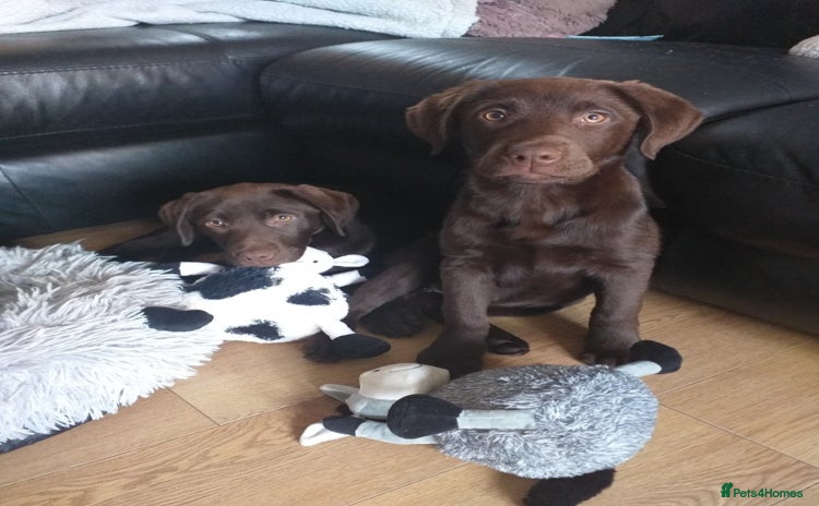 Labrador Retriever dogs - Advert 1