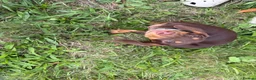 Dachshund dogs for sale: 5 month old male dauschand  - Advert 3