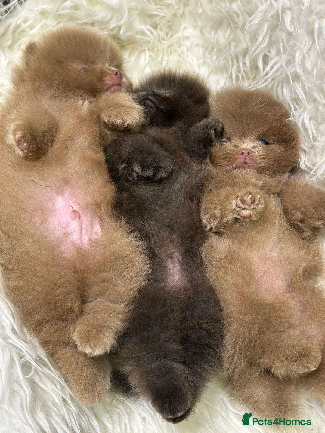 Pomeranian dogs for stud: Outstanding rare blue teddy 🧸💎 - Advert 5