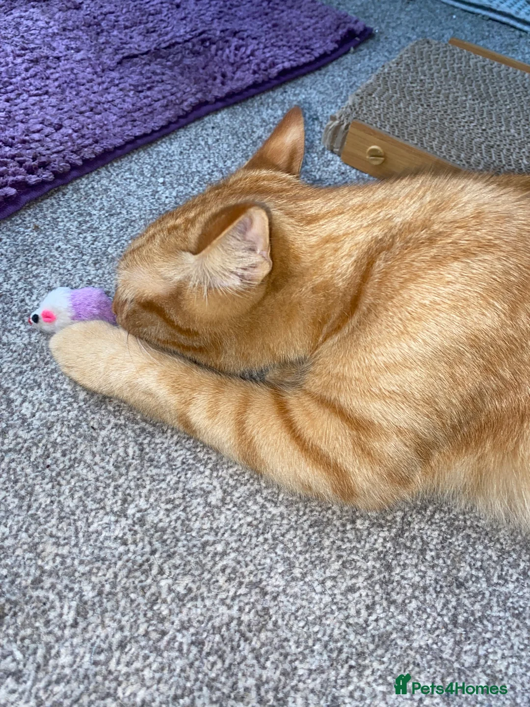 Mixed Breed cats for sale: 7 months microchipped male ginger mixed kitten - Advert 7