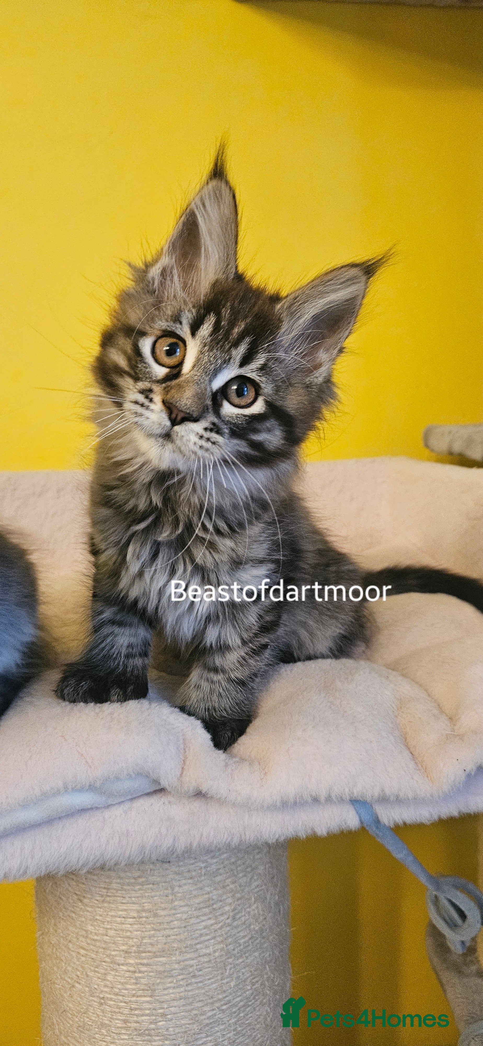 Maine Coon cats TICA Registered Maine Coon Kittens  - Advert 16