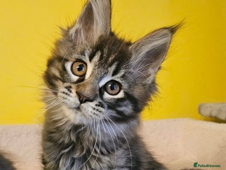 Maine Coon cats TICA Registered Maine Coon Kittens - Advert 16