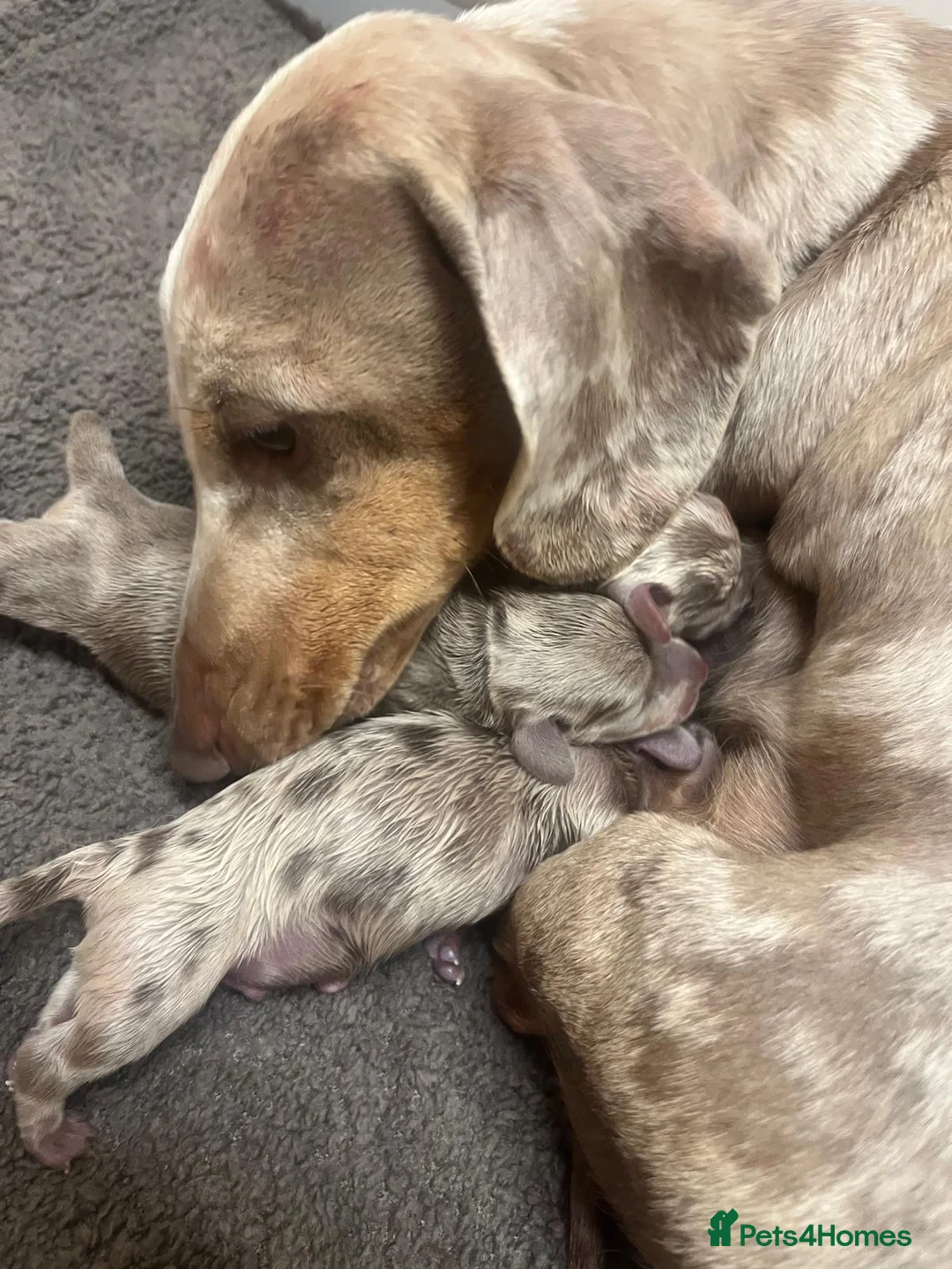 Miniature Dachshund dogs for sale: MINIATURE DACHSHUND PUPPIES  - Advert 2
