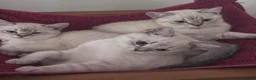 British Shorthair cats for stud: Young male cat for stud service - Advert 4