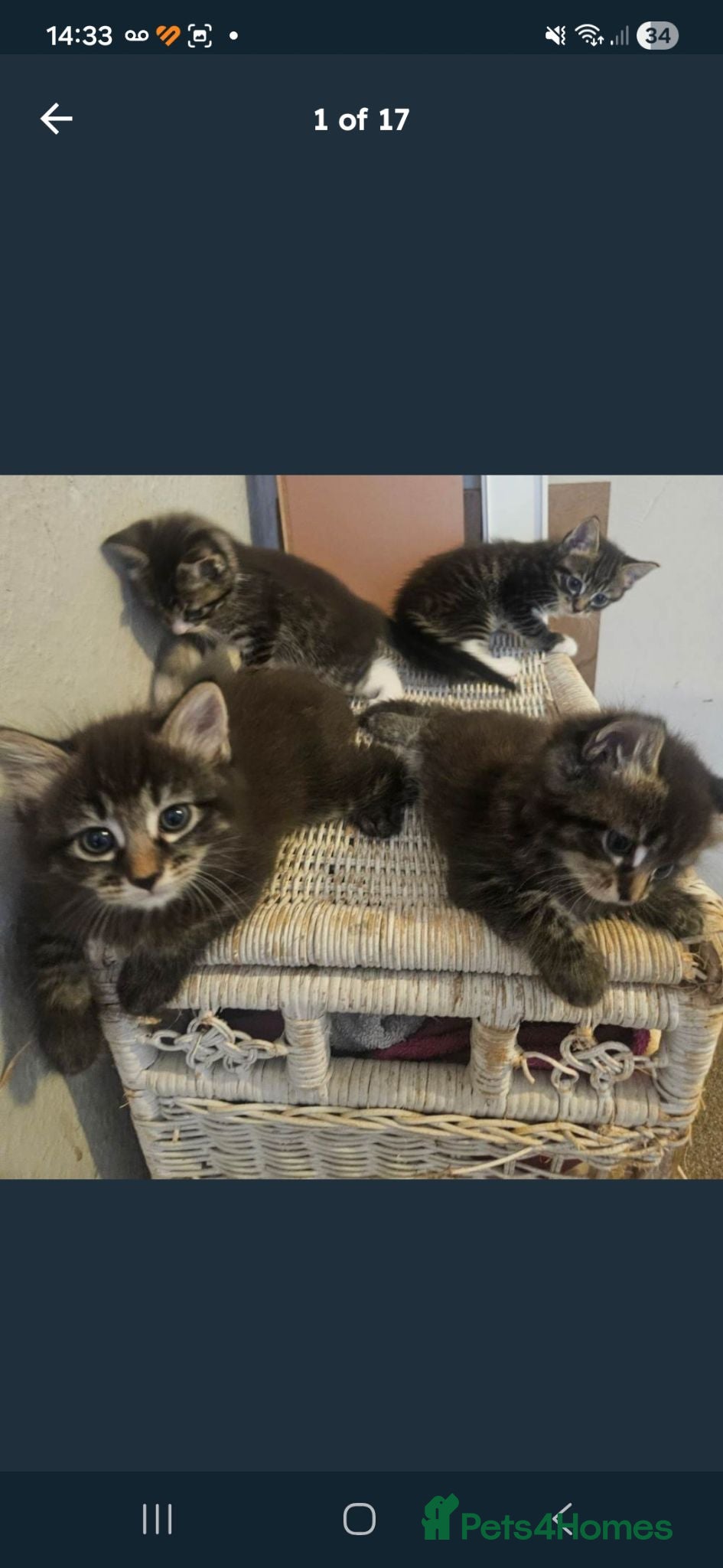 Mixed Breed cats 3 gorgeous kittens  - Advert 14