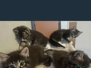 Mixed Breed cats 3 gorgeous kittens - Advert 14