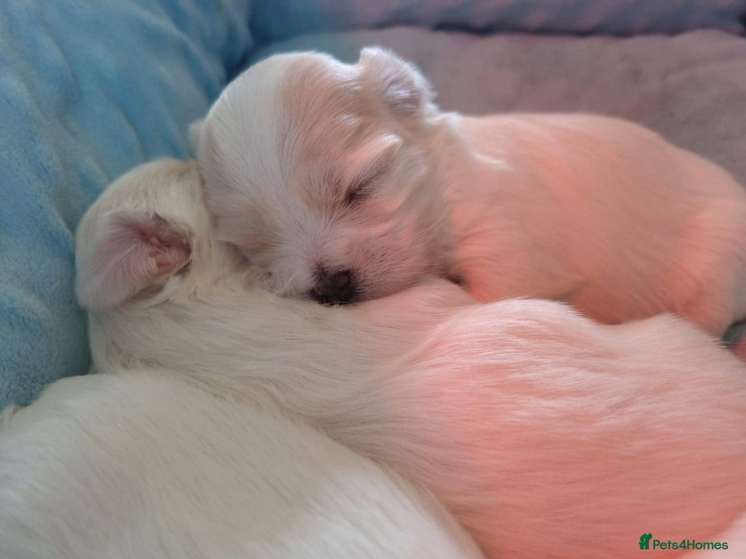 Maltese dogs for sale:  KC Registred Maltese puppies  - Advert 16