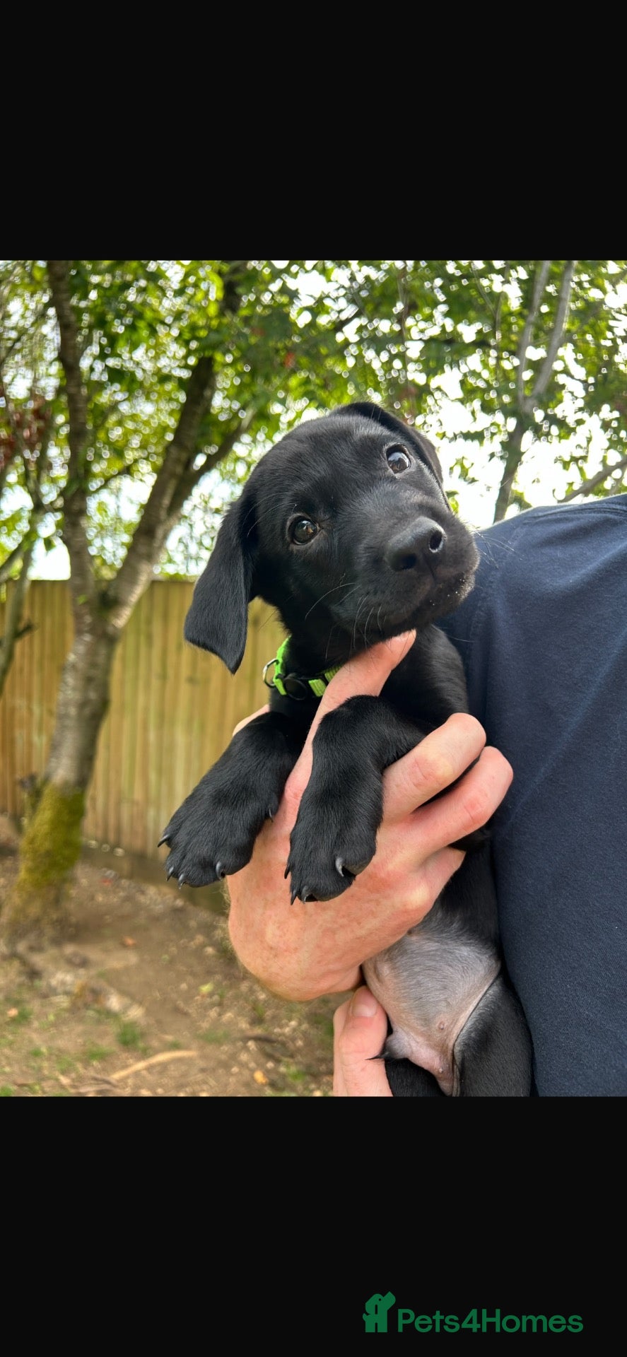 Labrador Retriever dogs KC registered Labradors - Advert 1
