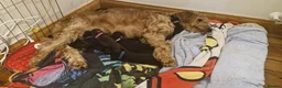 Cavapoo dogs for sale:  🐶 Cavapoo Puppies – Ready for Forever Homes! 🐶 in Irvine - Advert 2