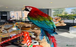 Parrots birds for sale: Parrots  - Image 7