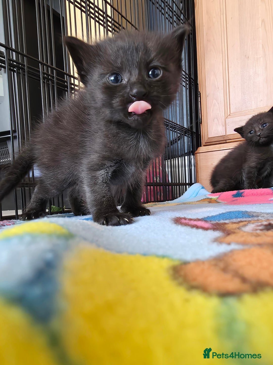 Mixed Breed cats for sale: Black kittens  - Image 1