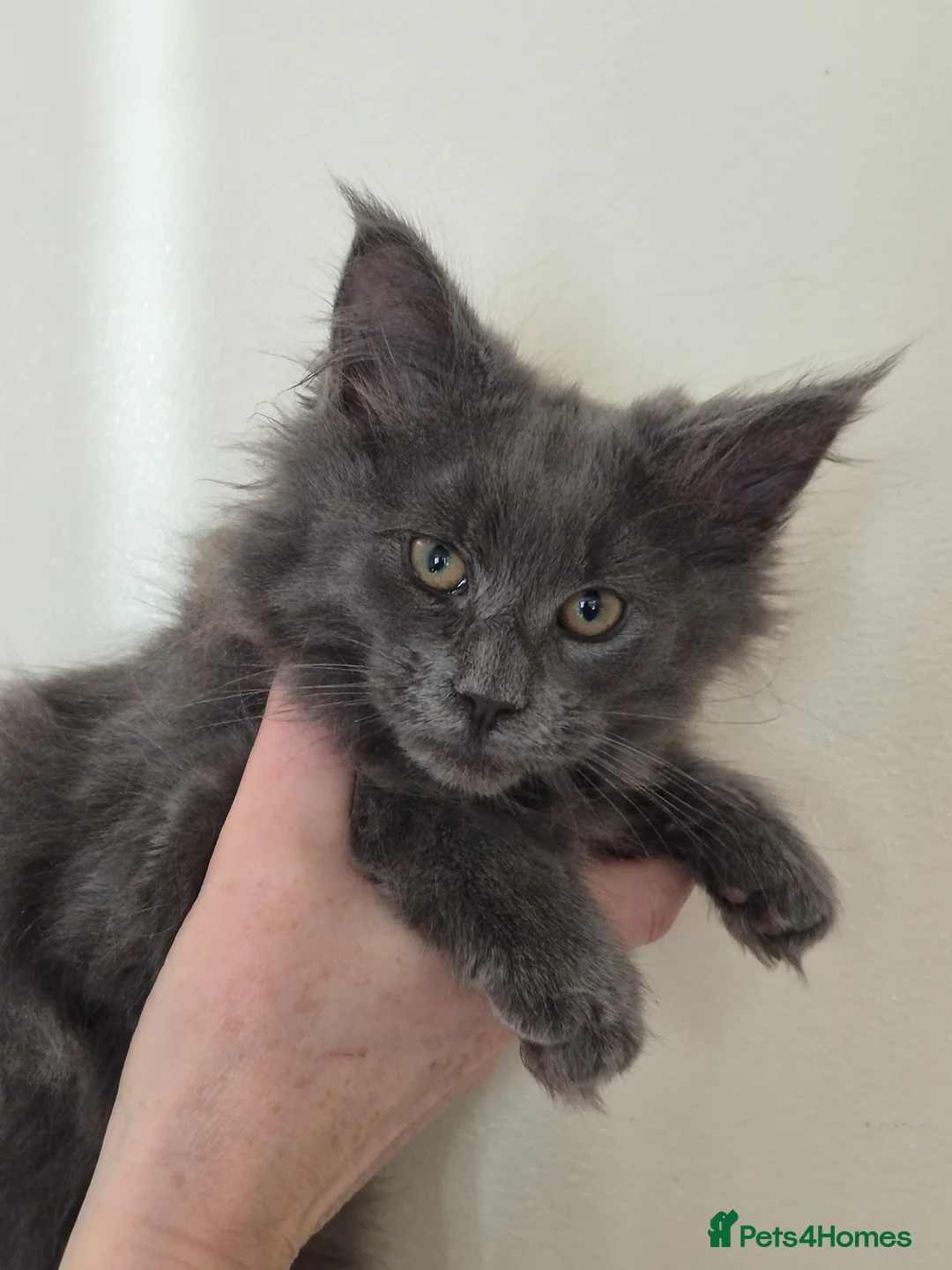 Maine Coon cats for sale: Mainecoon kittens in Plymouth - Advert 18