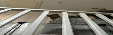 Mixed Breed Kitten 3