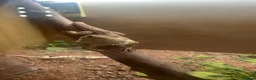 Bearded Dragon reptiles for sale: bearded dragon in Southampton - Advert 6