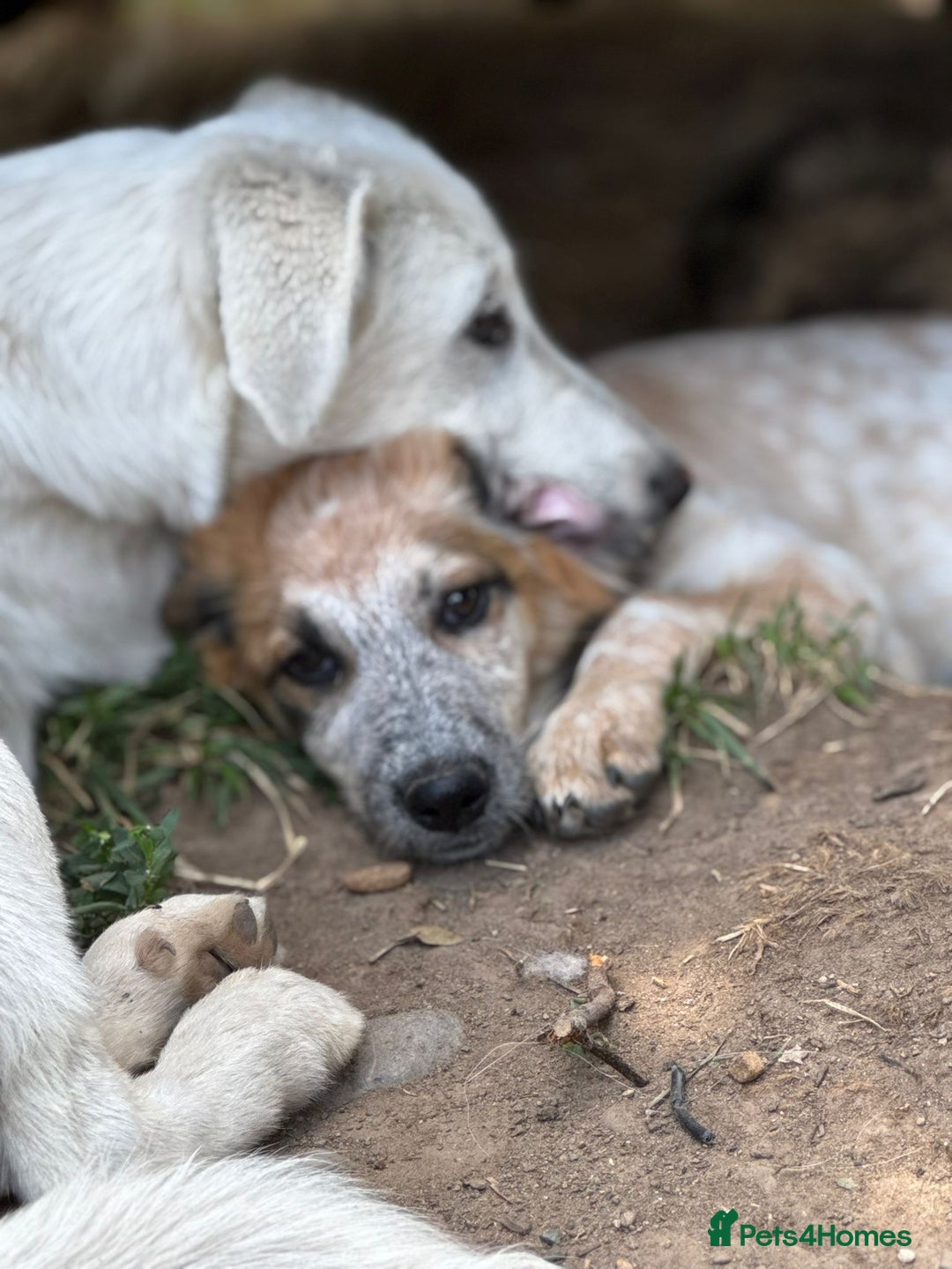 Mixed Breed dogs for adoption: IVY - a beautiful young girl, for a Loving Home - Image 9