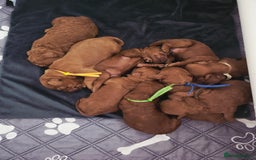 Cavapoo dogs for sale:  🐕Ruby Cavapoo Toy F1bb 🧸DNA tested🧸 - Image 8