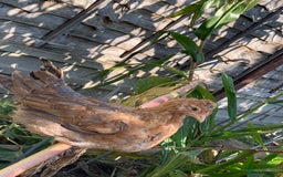 Chickens poultry for sale: 2 friendly lovely chickens and a rooster - Image 7