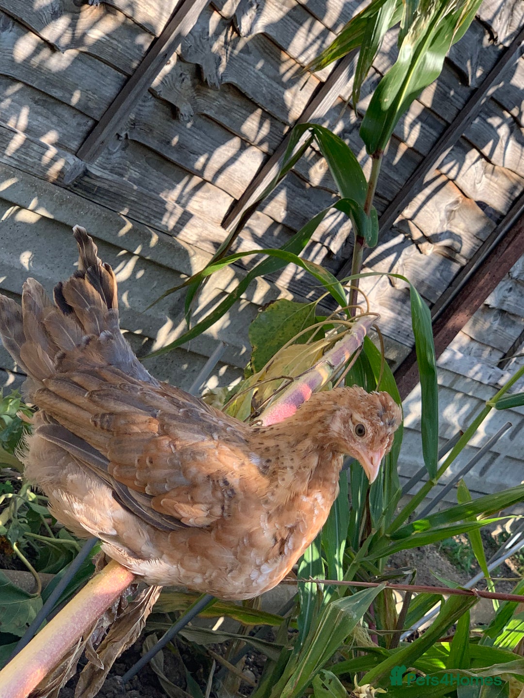Chickens poultry for sale: 2 friendly lovely chickens and a rooster - Image 7