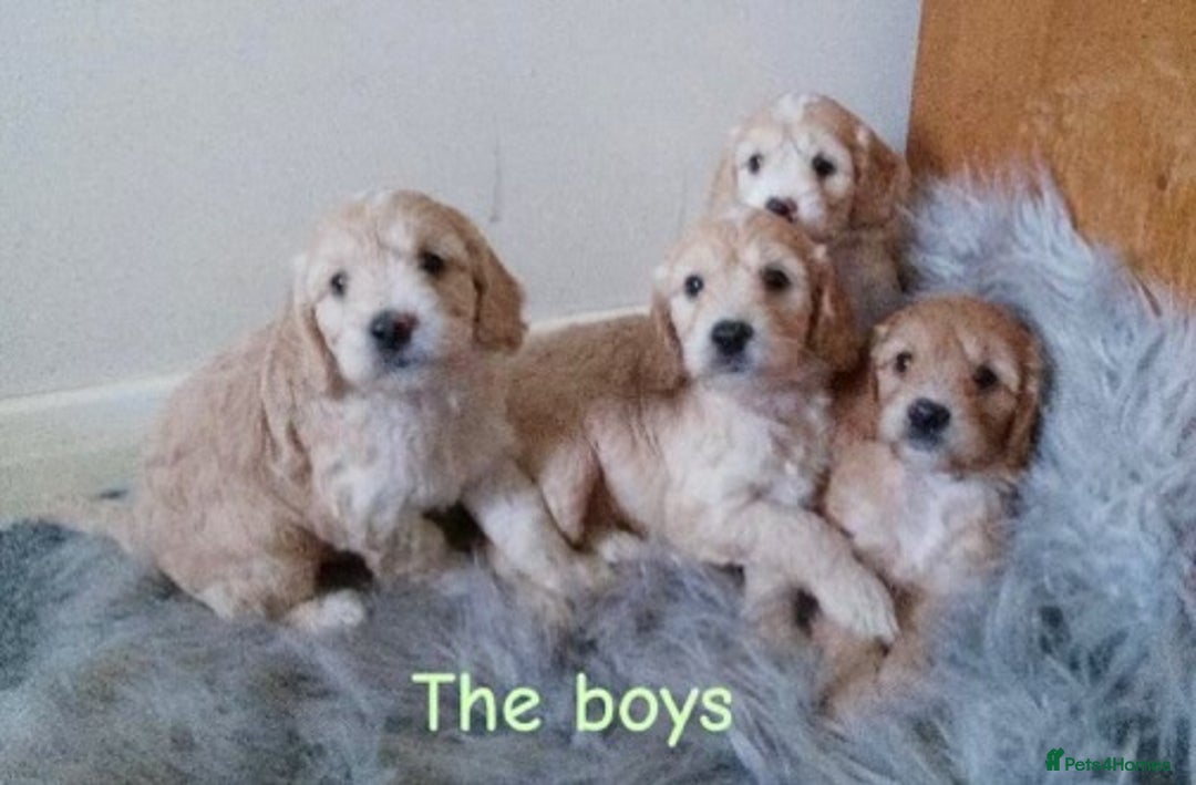 Cockapoo dogs for sale: ⭐️VERY RARE TOY Cockapoo Puppies⭐️🐶 - Image 11