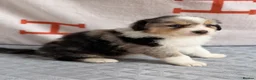 Australian Shepherd dogs for sale: Kc Australia shepherd puppies health test parents - Advert 31