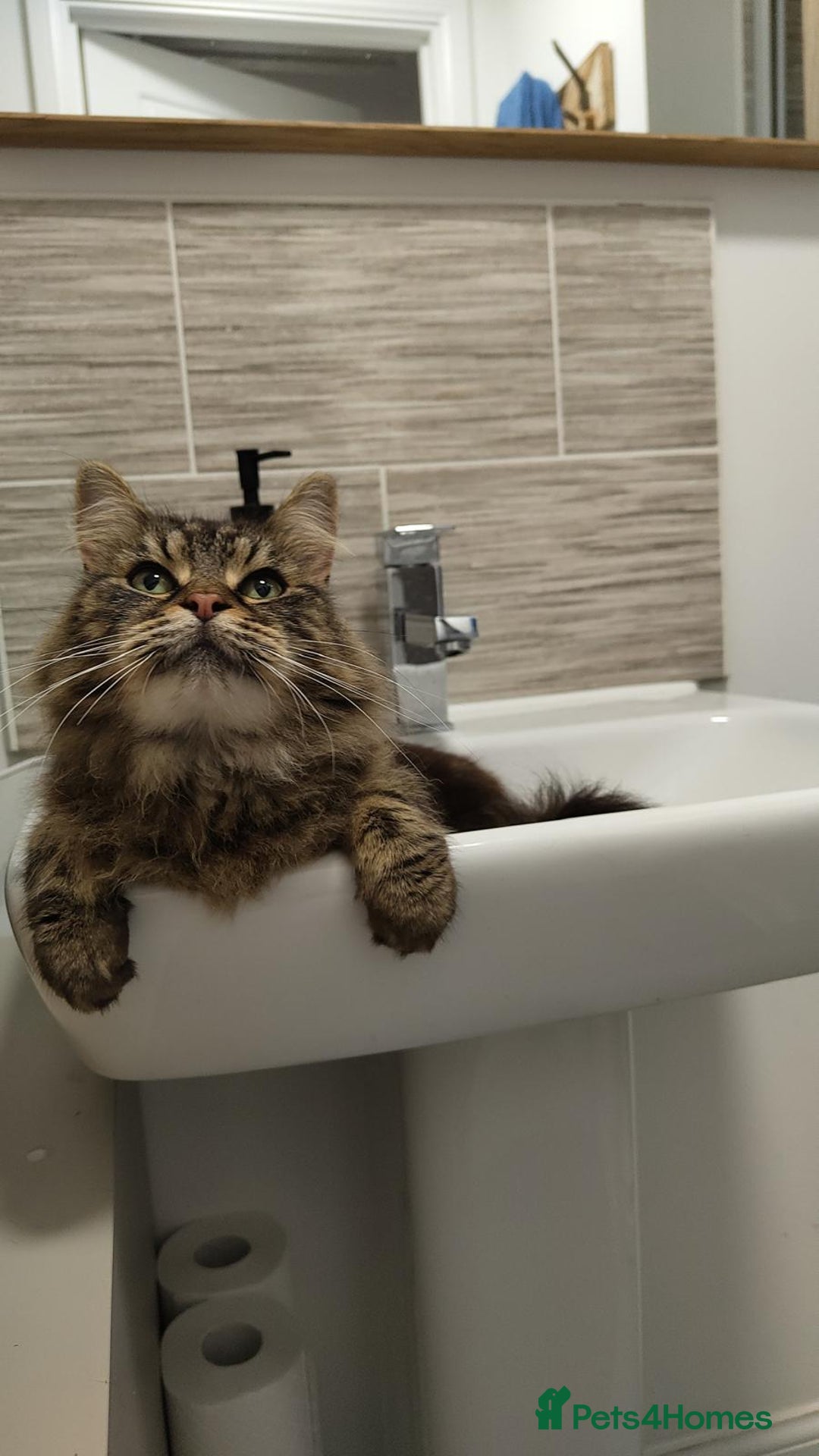 Siberian cats for sale: Fruzia - Siberian cat - Advert 4