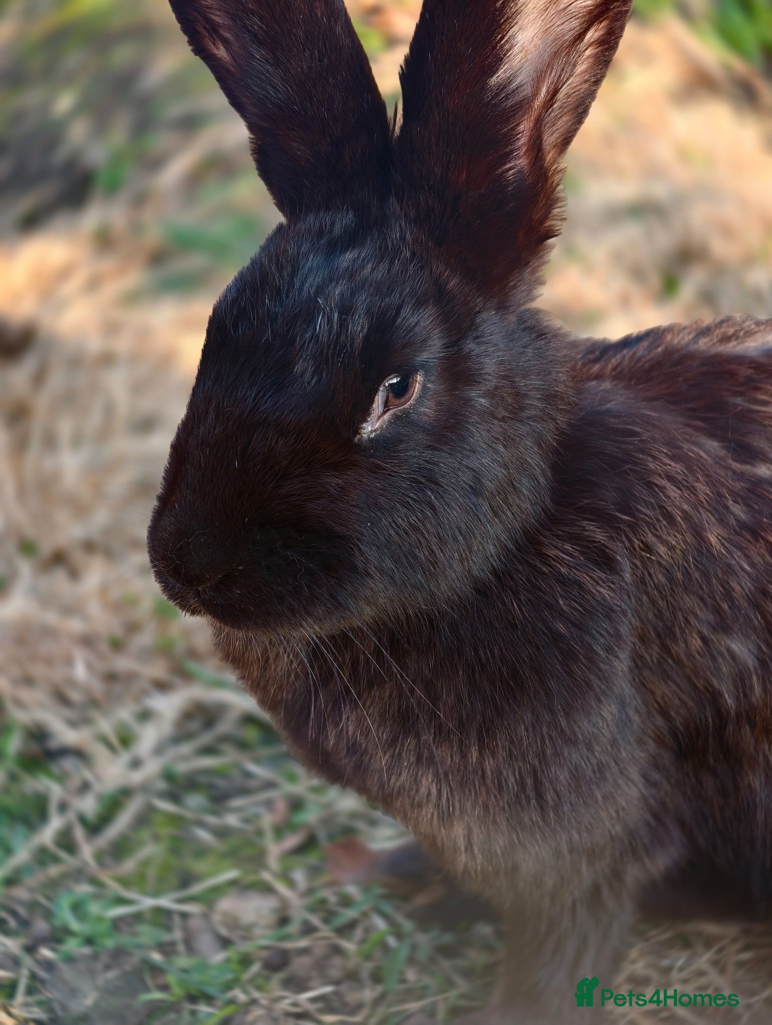 New Zealand rabbits Beautiful female new zealander free - Advert 1