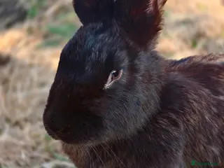 New Zealand rabbits Beautiful female new zealander free - Advert 1