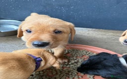 Labrador Retriever dogs for sale: Red fox labradors - Image 7
