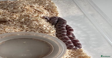 Corn Snake reptiles - Advert 7