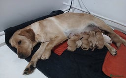 Labrador Retriever dogs for sale: Top quality KC registered labrador pups  - Image 18