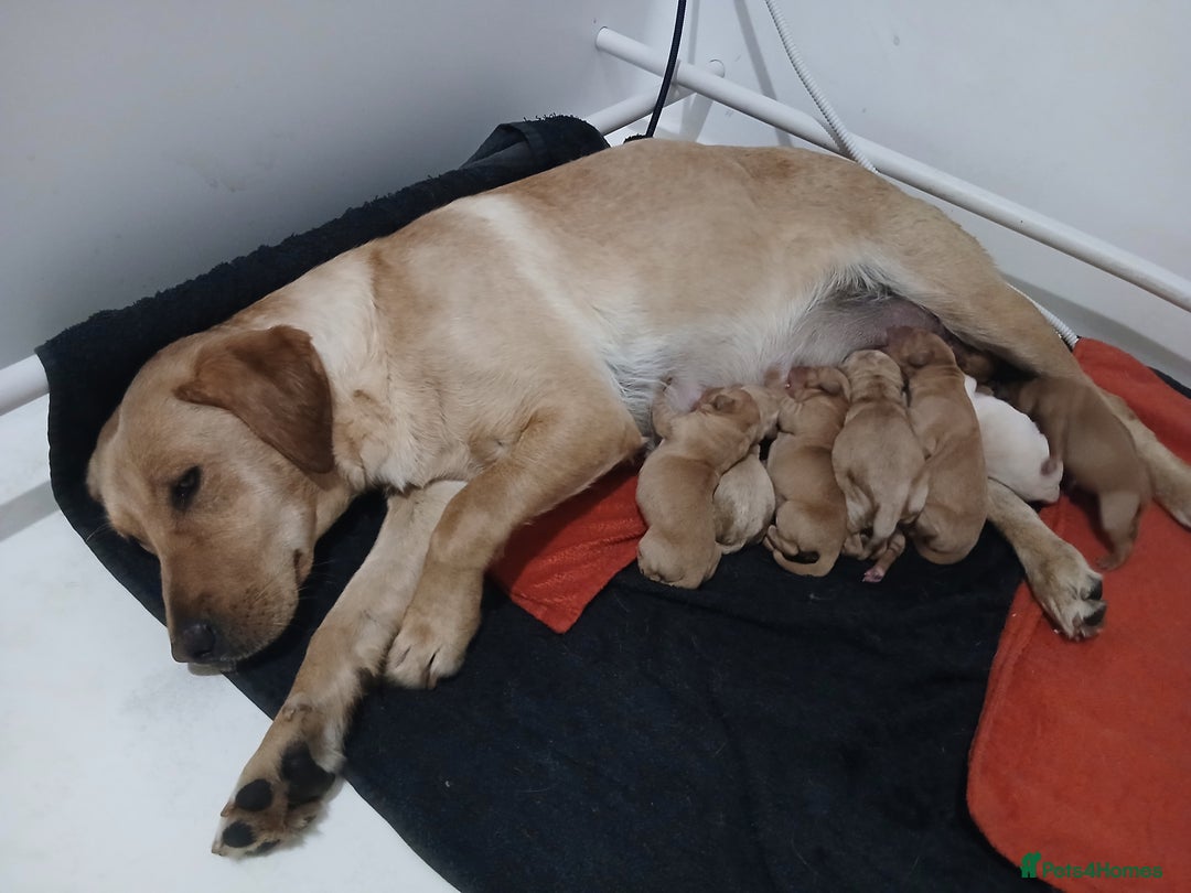 Labrador Retriever dogs for sale: Top quality KC registered labrador pups  - Image 18