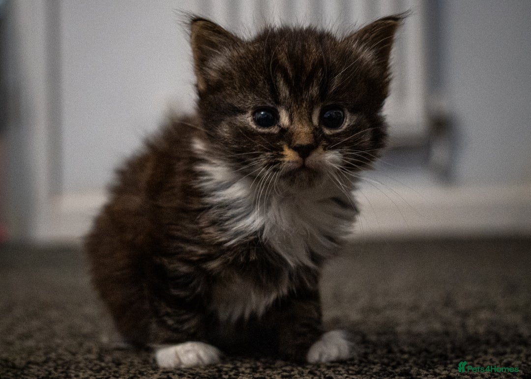 Mixed Breed cats for sale: 🐾 Two Kittens Looking for a Loving Home 🐾 - Advert 5