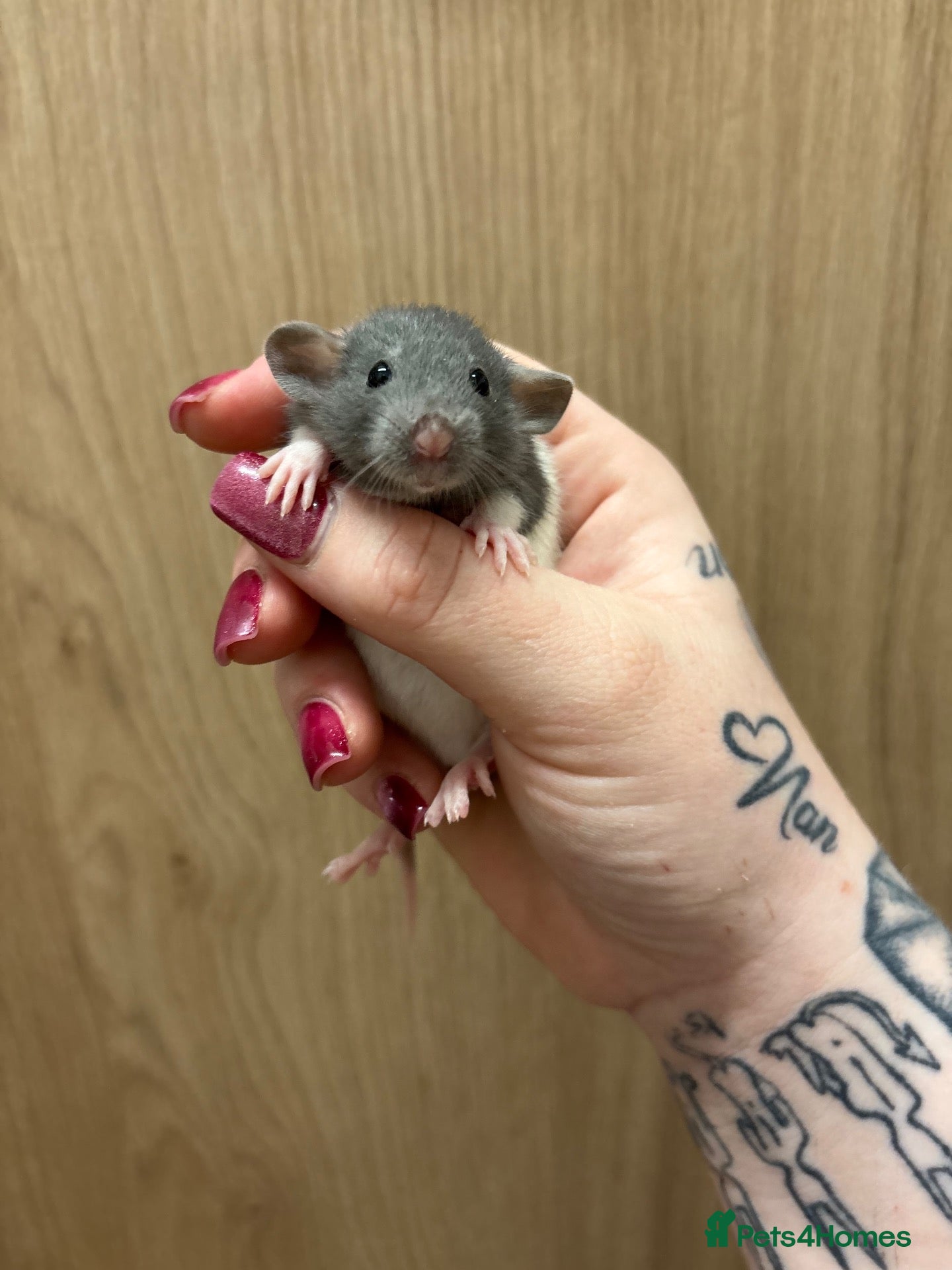 Rat rodents Gorgeous pedigree dwarf rat pups - Advert 2
