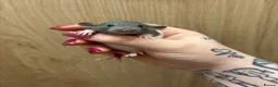 Rat rodents for sale: Gorgeous pedigree dwarf rat pups - Advert 2