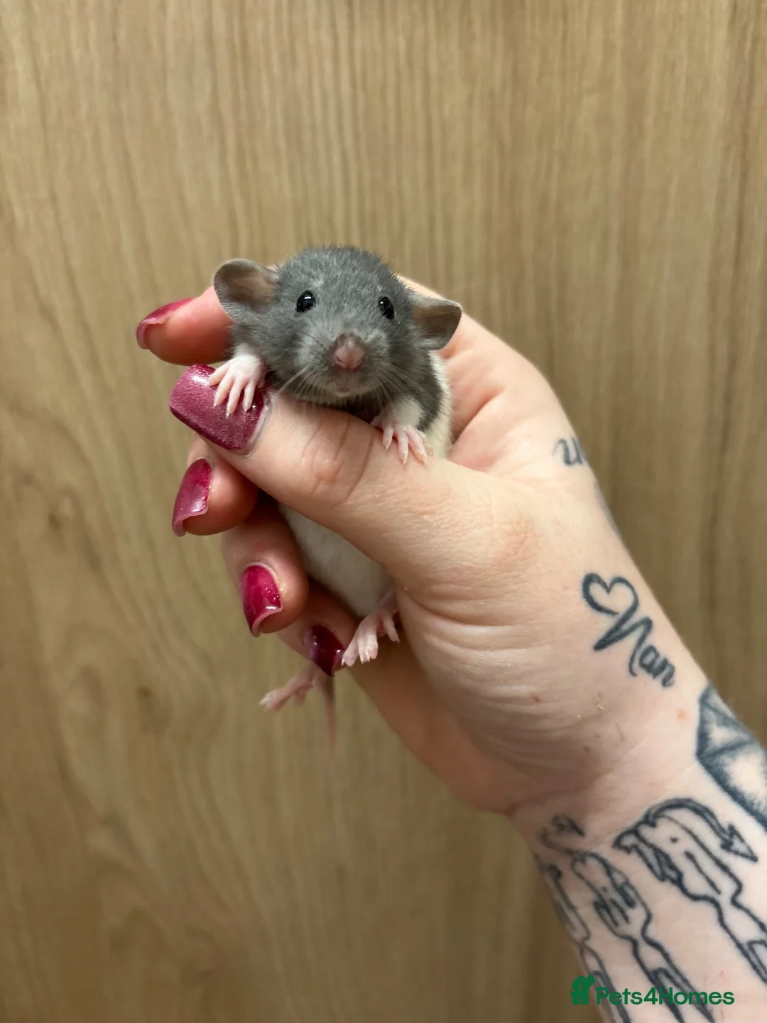 Rat rodents for sale: Gorgeous pedigree dwarf rat pups - Advert 2