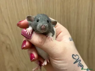 Rat rodents Gorgeous pedigree dwarf rat pups - Advert 2