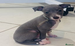 Italian Greyhound dogs for sale: Kc registered Italian greyhounds  - Image 7