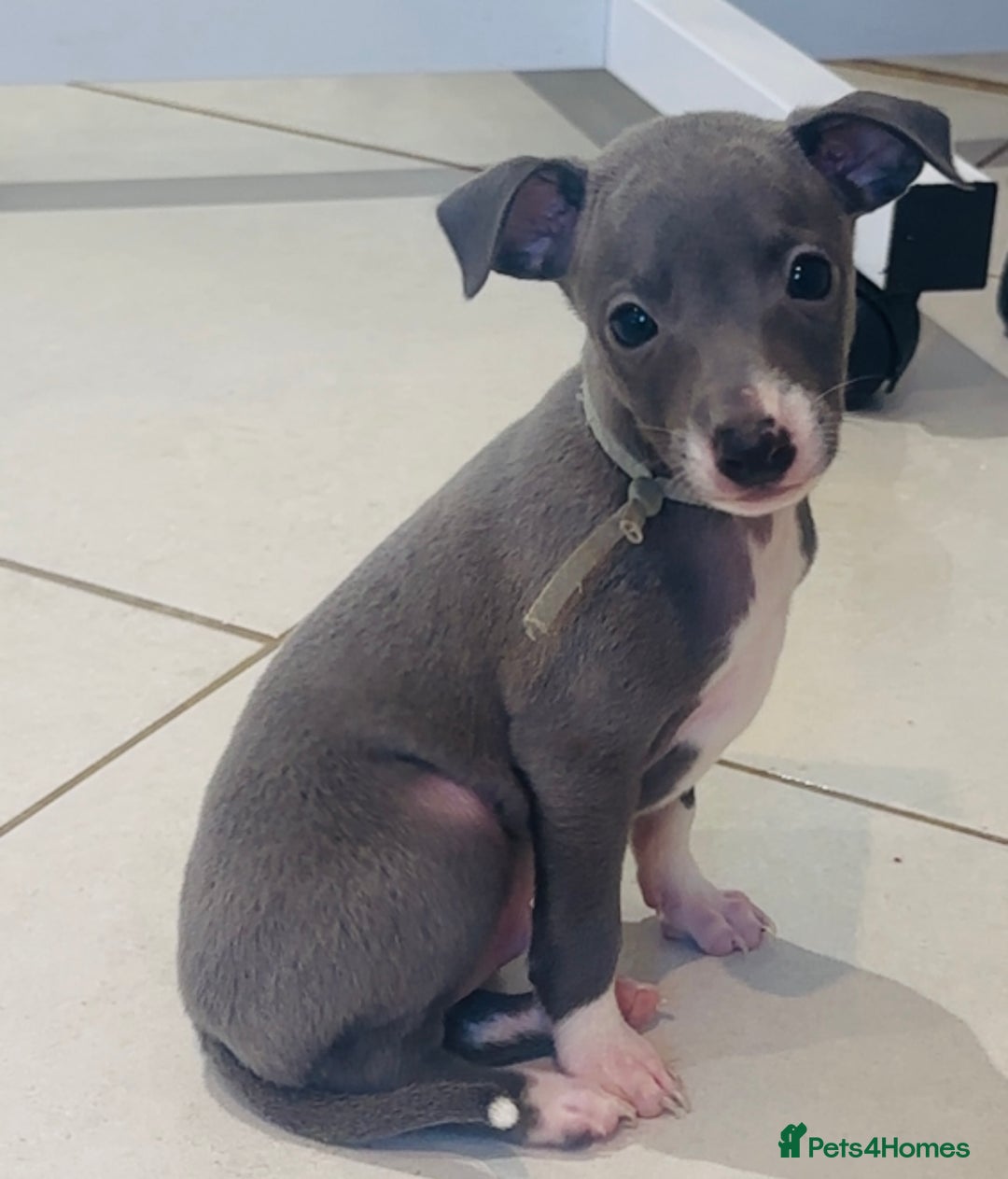 Italian Greyhound dogs for sale: Kc registered Italian greyhounds  - Image 7