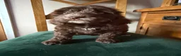 Cockapoo dogs for sale:  Girls Only from DNA Tested Parents  - Advert 23