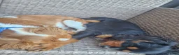 Cavalier King Charles Spaniel dogs for sale: X2 caviler king charles brothers - Advert 8