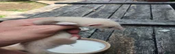 Ferret rodents for sale: True micro ferret kits  in Burton-on-Trent - Advert 2